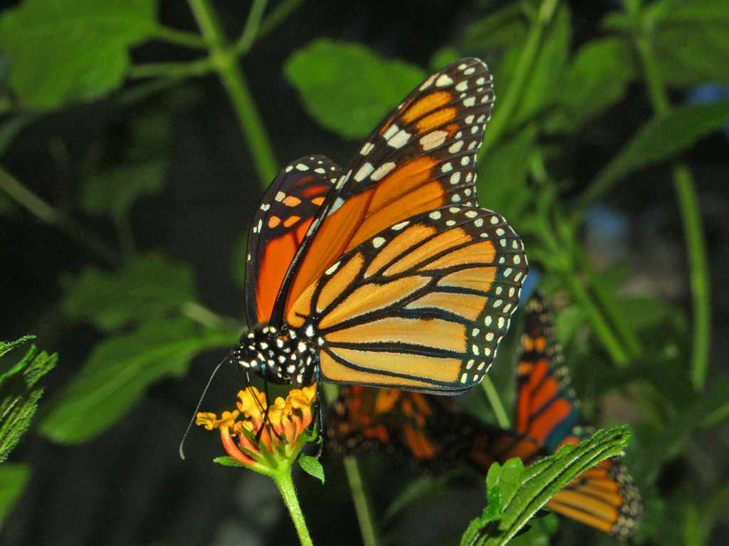 Danaus plexippus